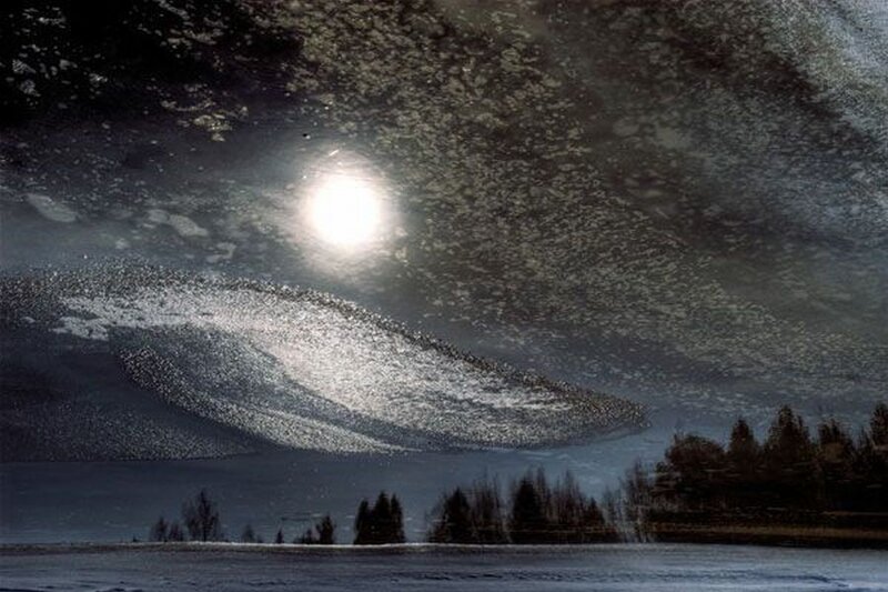 Starlings in Flight