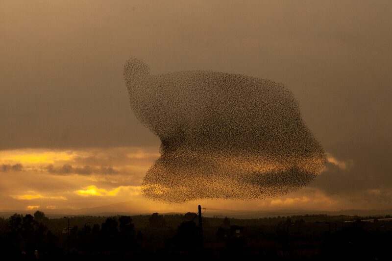 Starlings in Flock — Orange