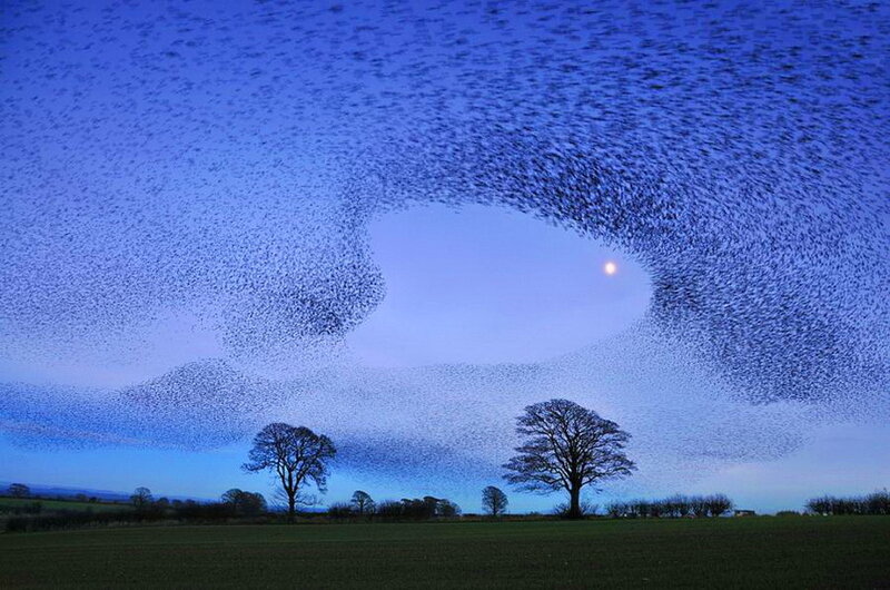 Starlings in Flock