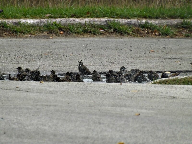 Starlings in Puddle