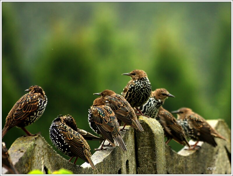Starlings on a Fence