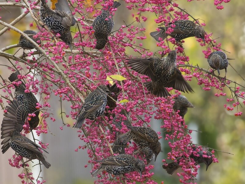 Starlings on Blossoms