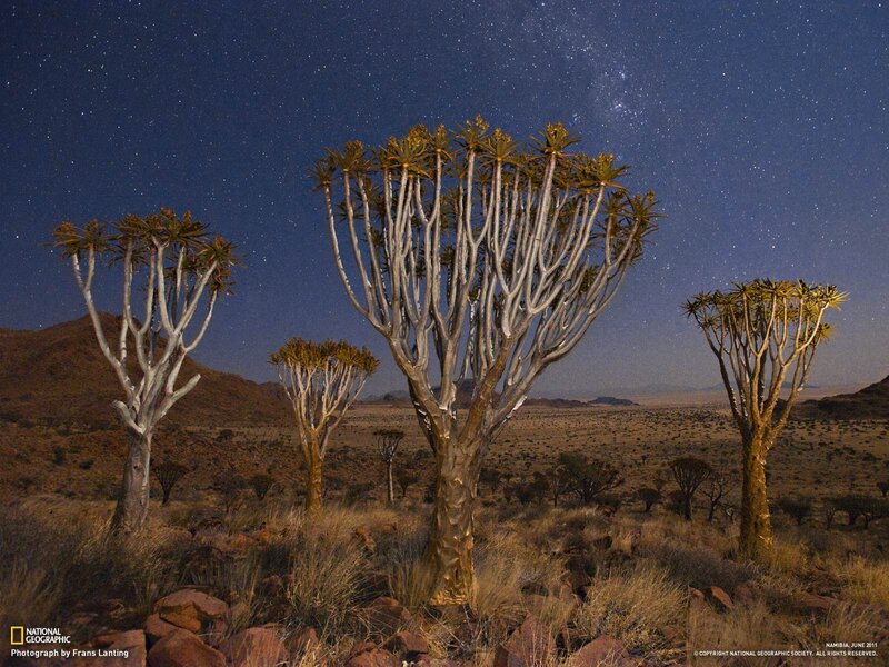 Starlit desert with quiver trees