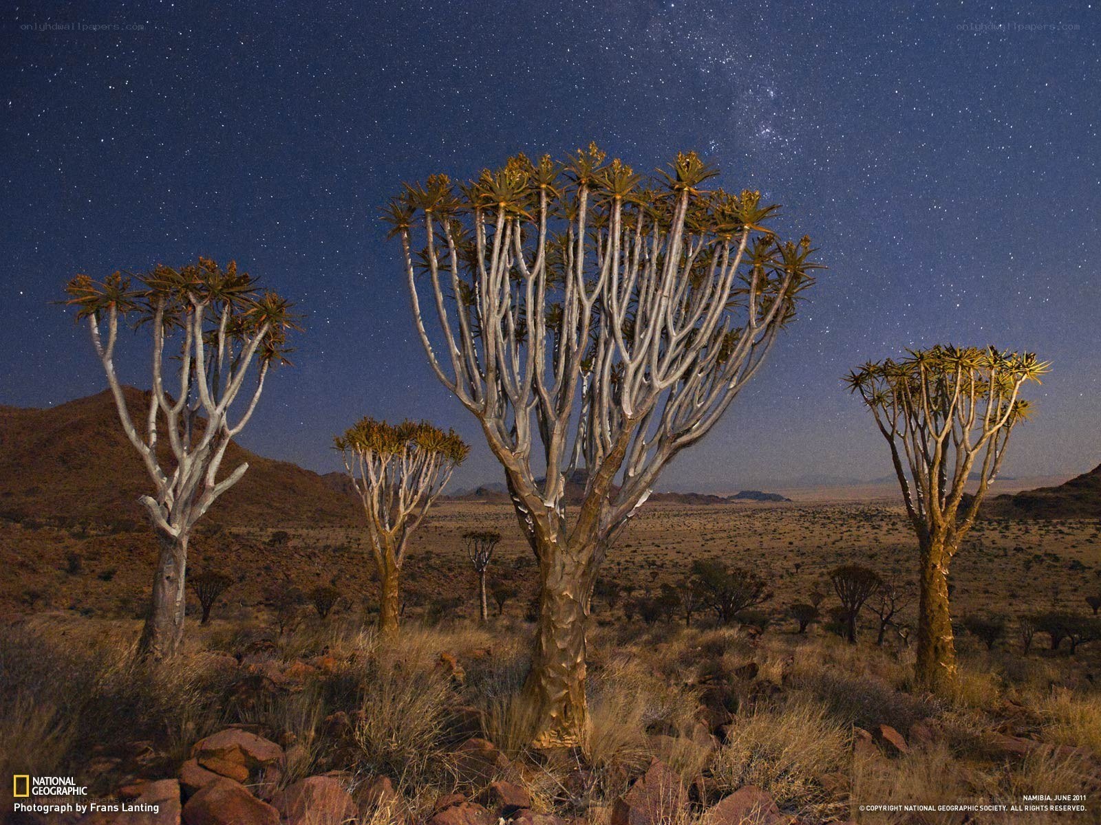 Starlit desert with quiver trees