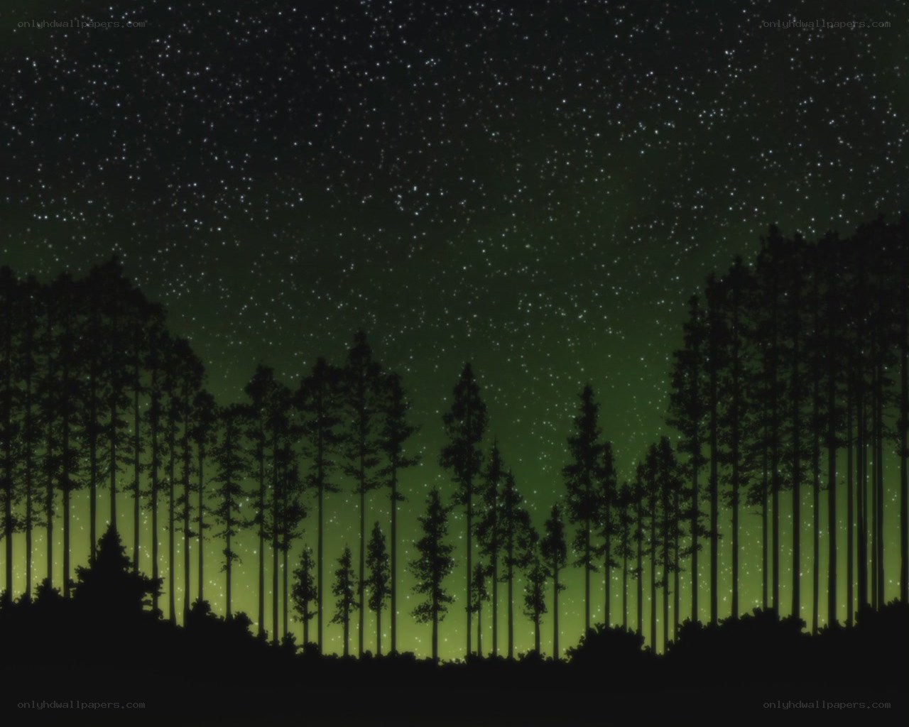 Starlit forest at night