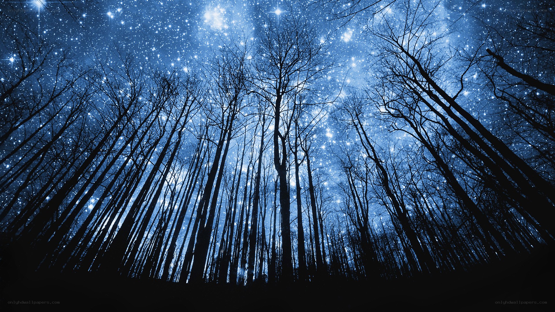 Starlit forest at night