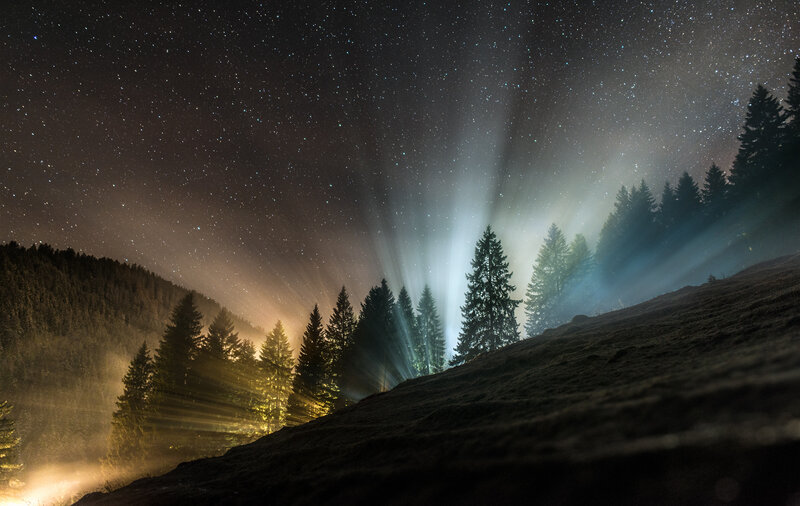 Starlit Forest at Night — Black