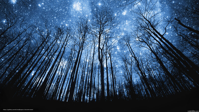 Starlit Forest Silhouette