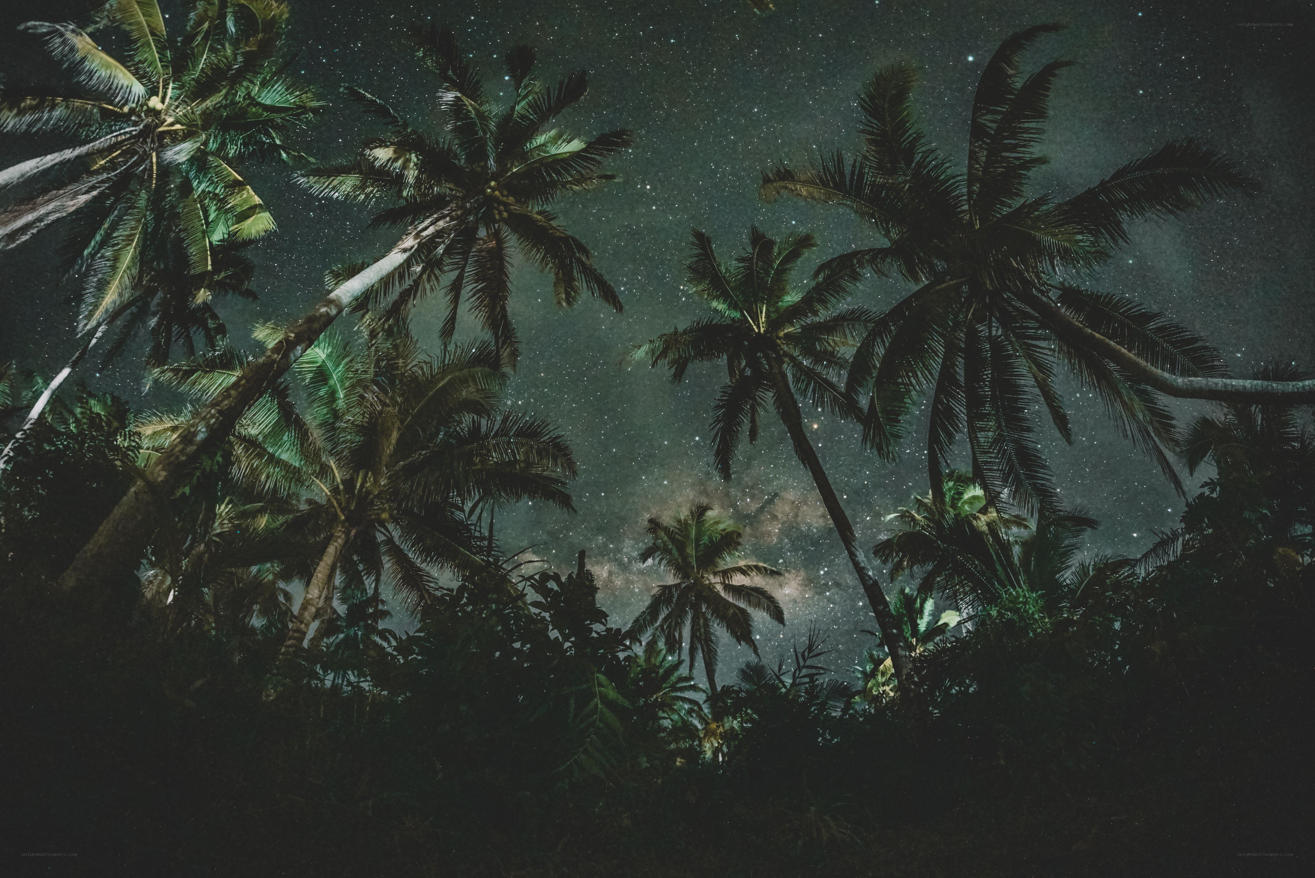 Starlit palm trees at night