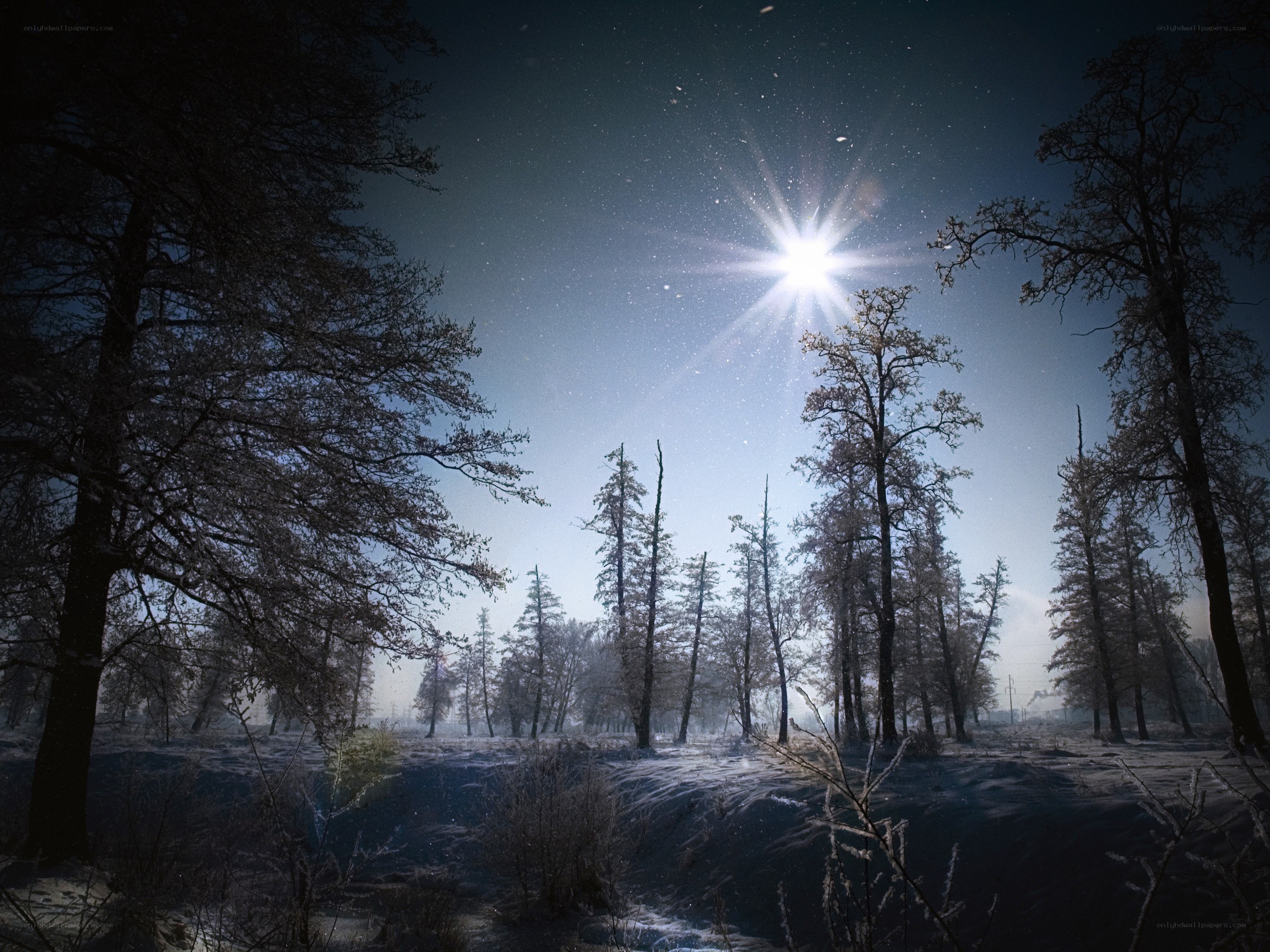Starlit winter forest