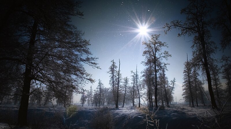 Starlit winter forest