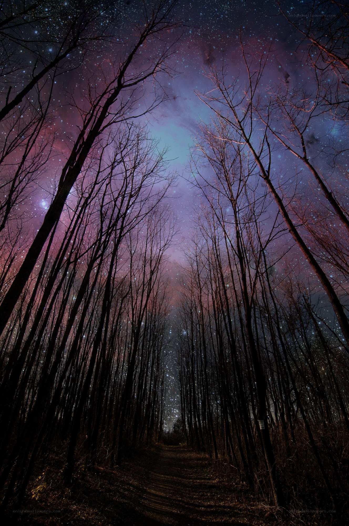 Starry night forest path