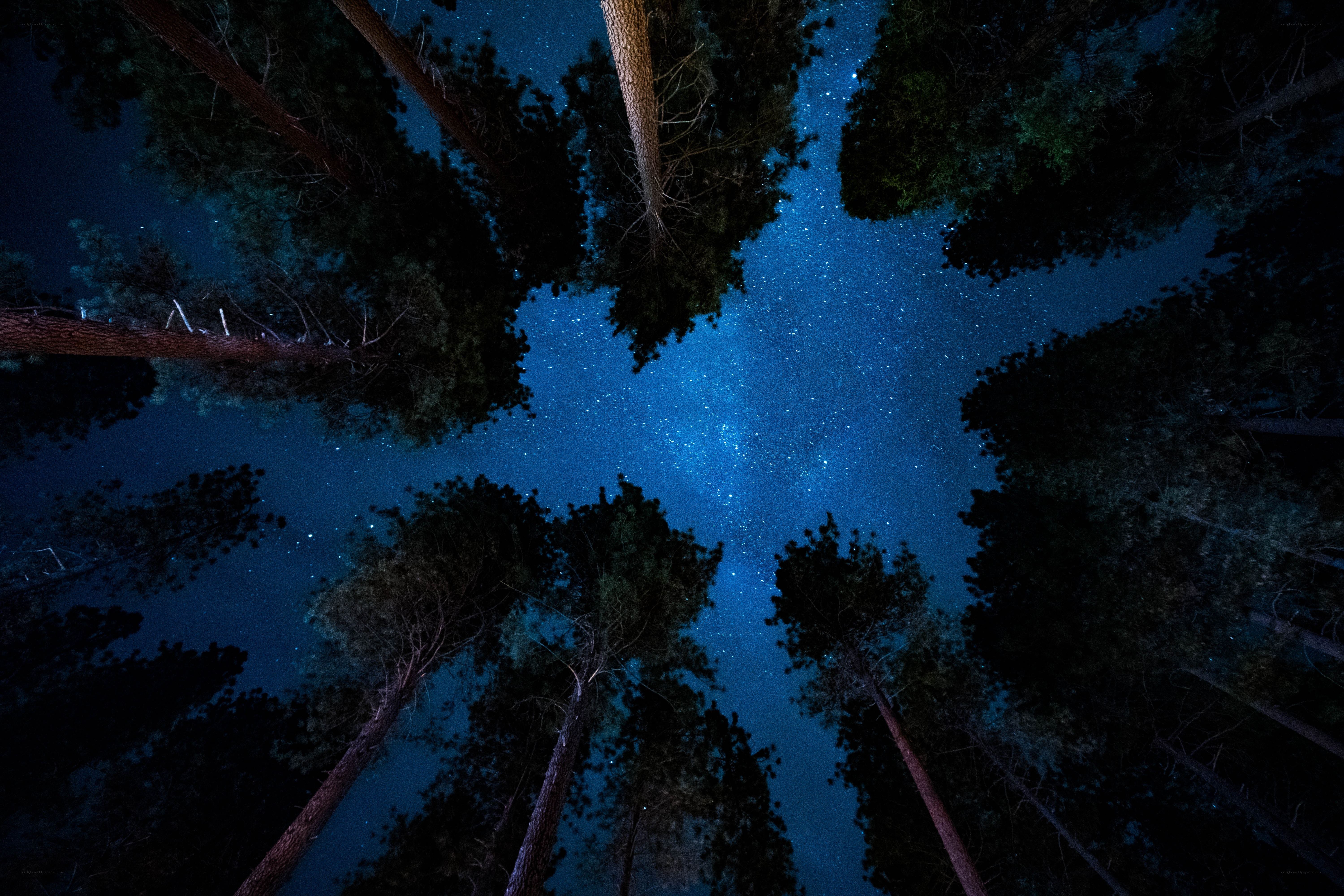 Starry night in the forest
