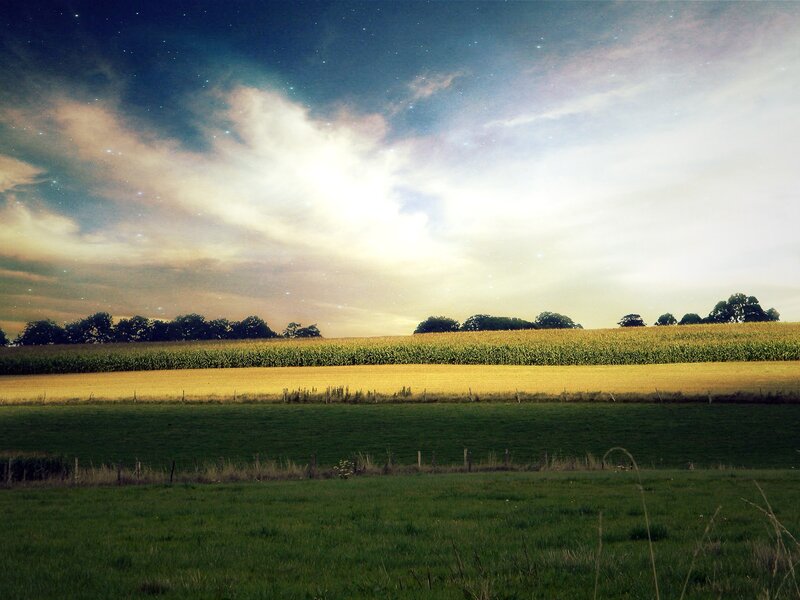 Starry night over a cornfield
