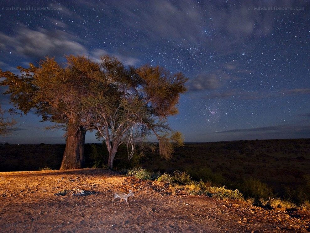 Starry night over a lone tree