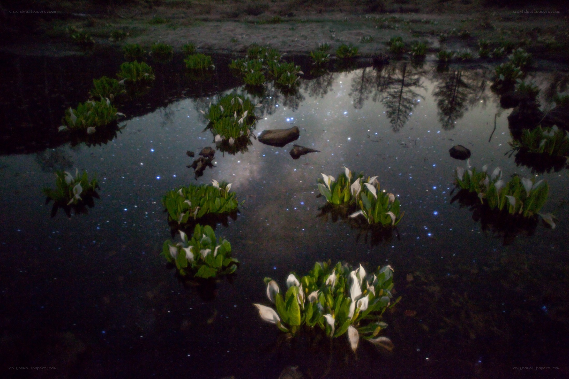 Starry night over a pond