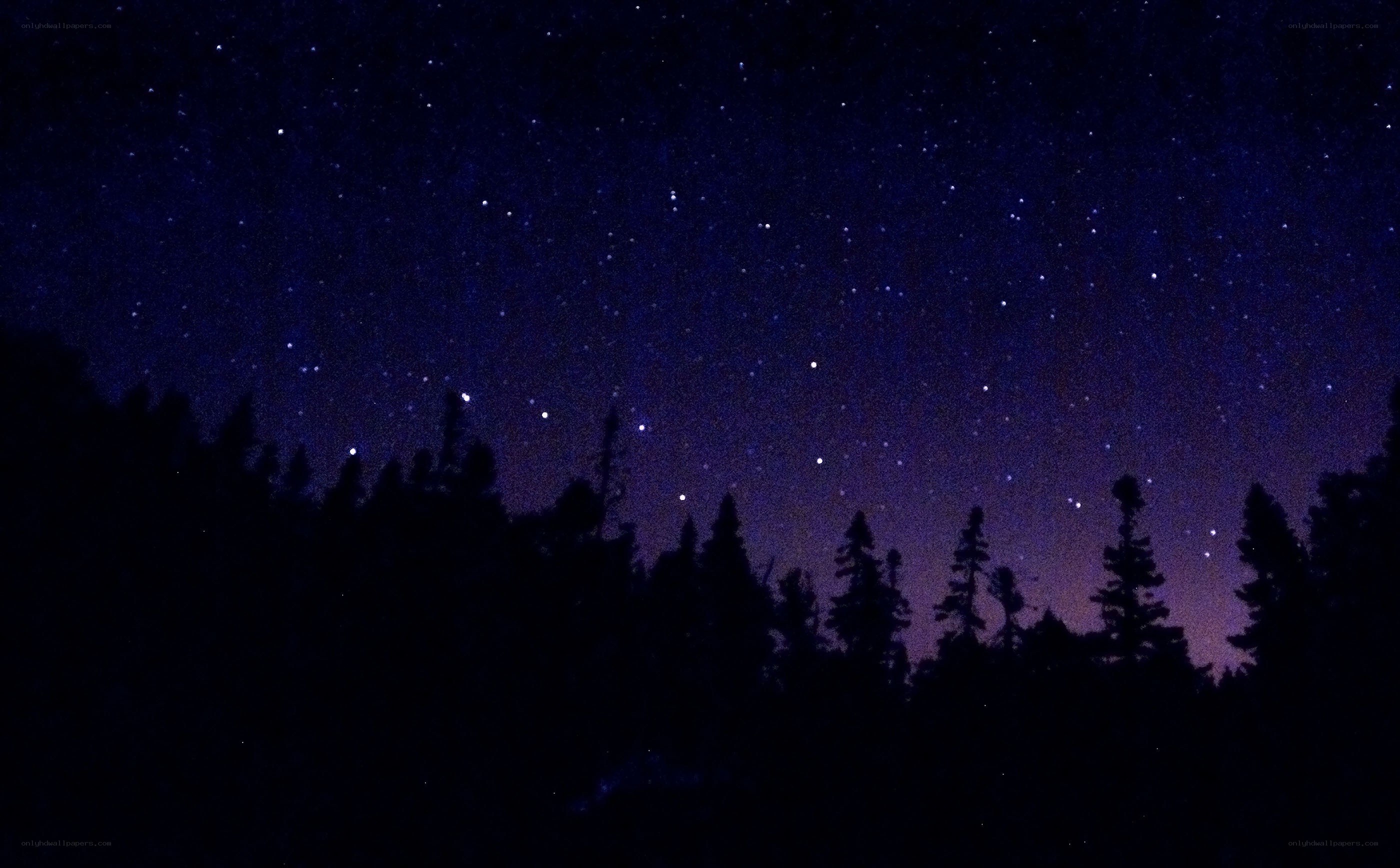 Starry night over forest