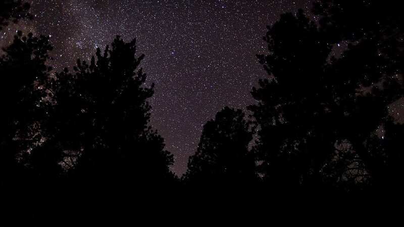 Starry night over forest silhouettes