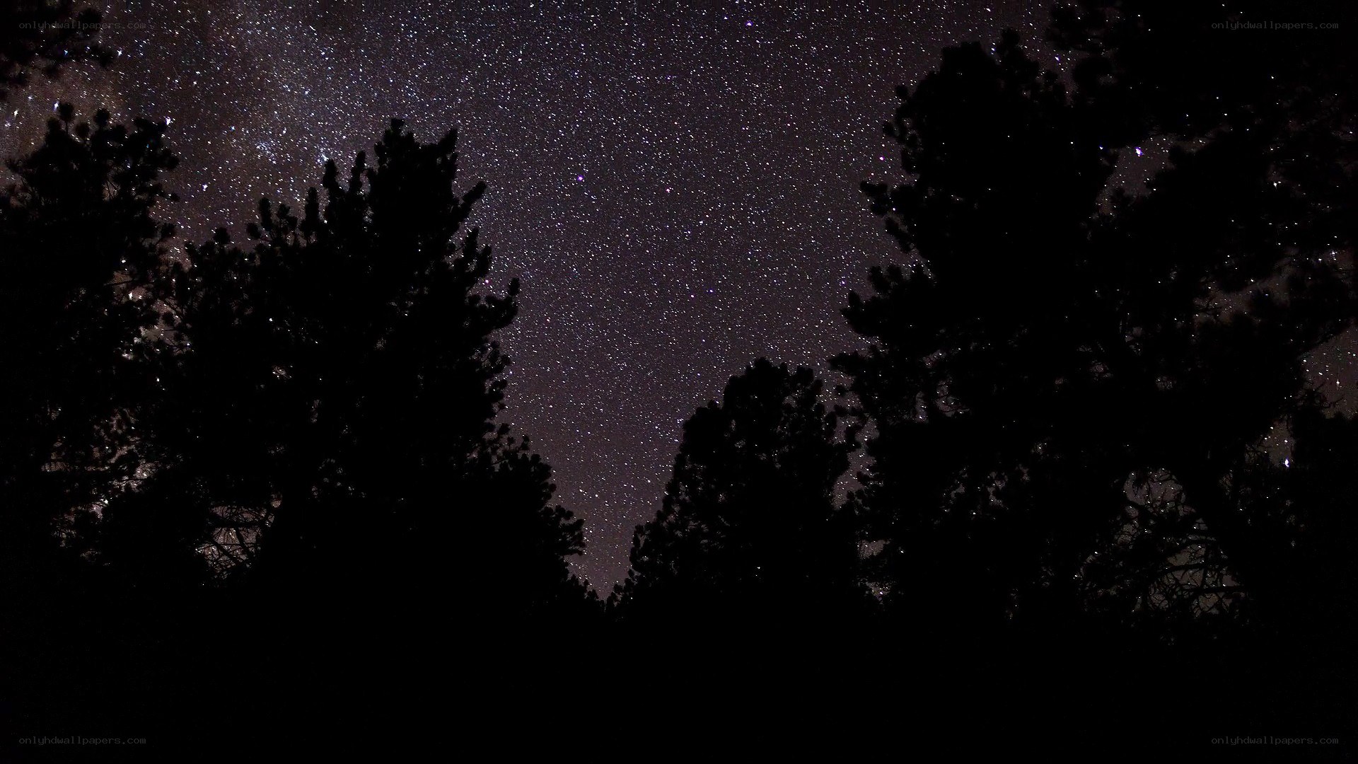 Starry night over forest silhouettes
