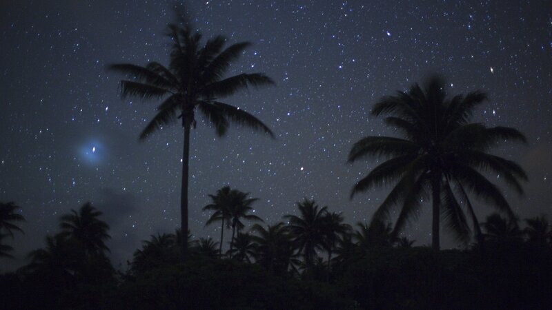 Starry night over palm trees