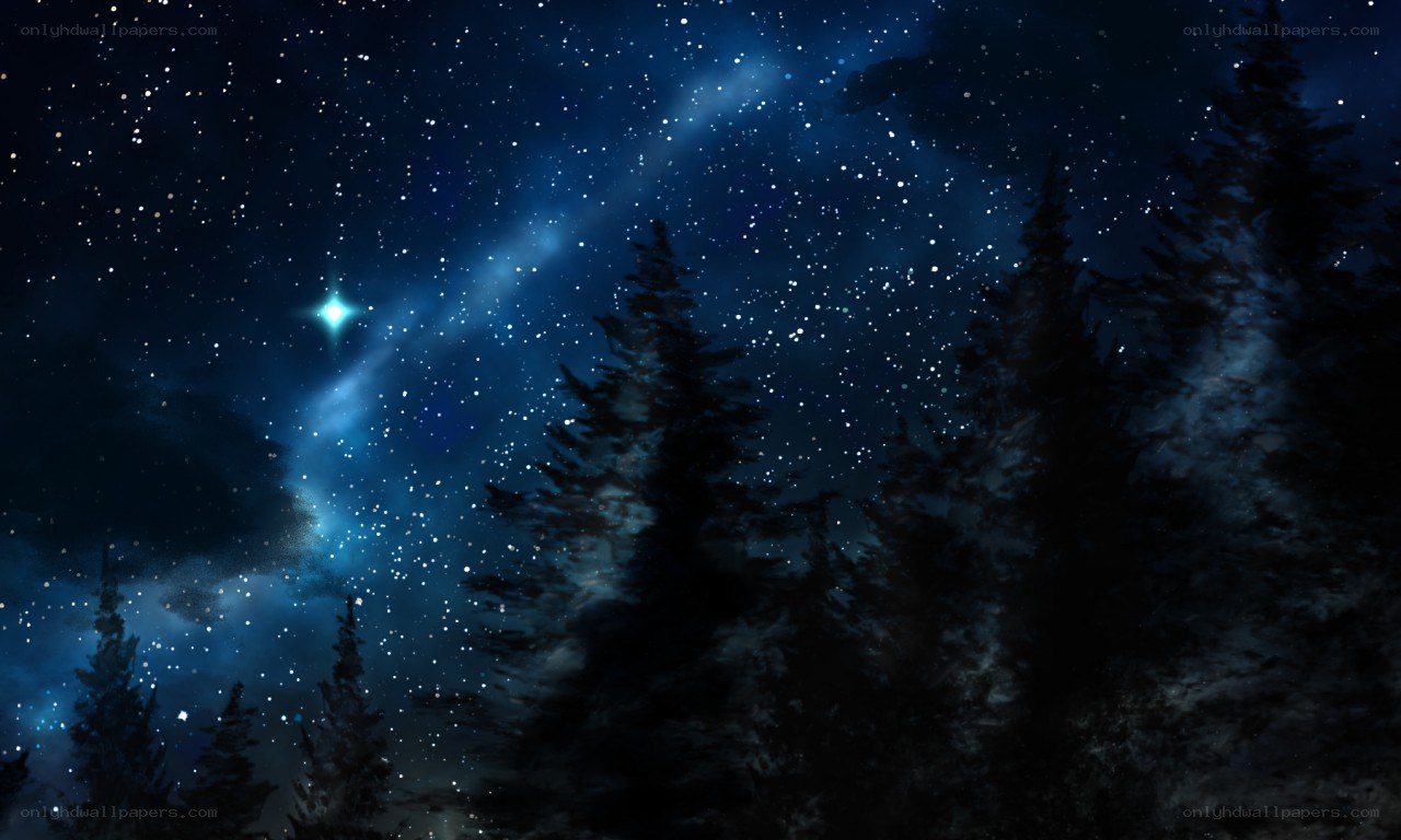 Starry night over pine forest