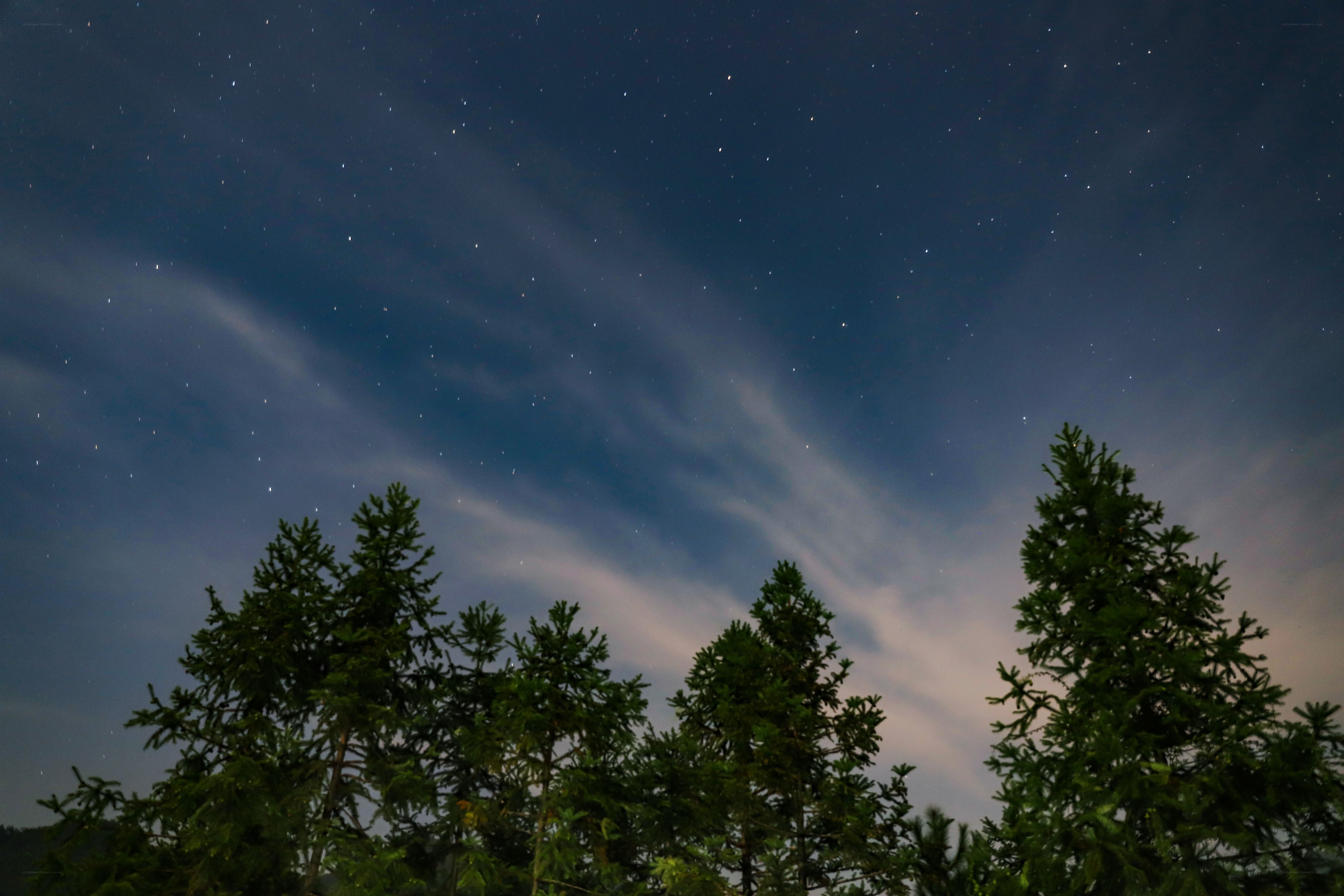 Starry night over pine trees