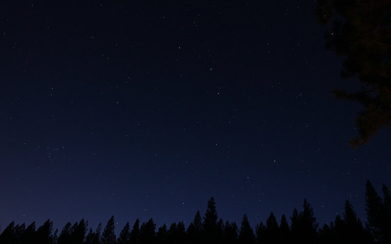 Starry night over pine trees