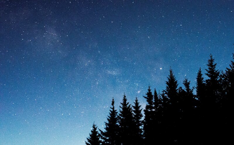 Starry night over pine trees