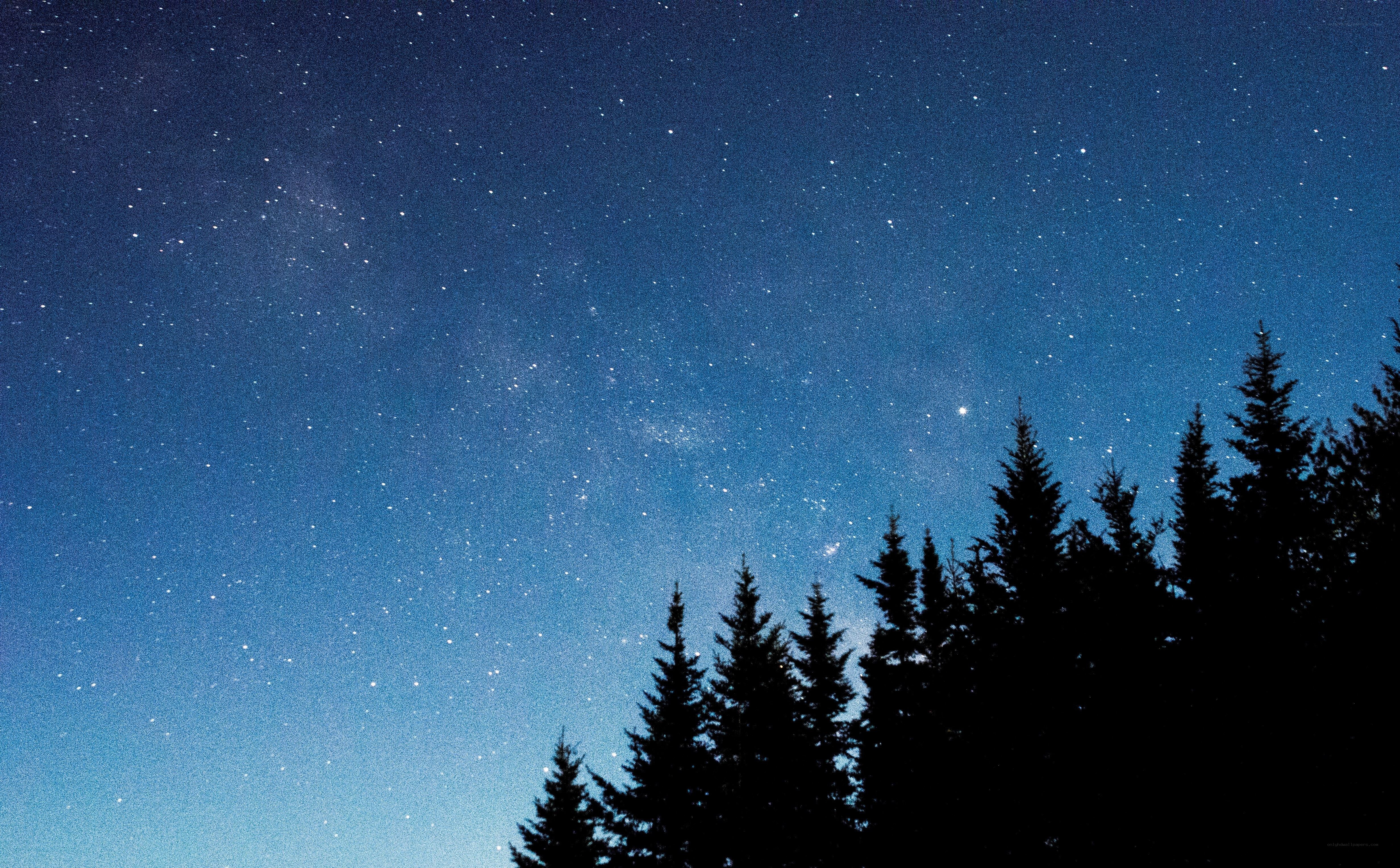 Starry night over pine trees