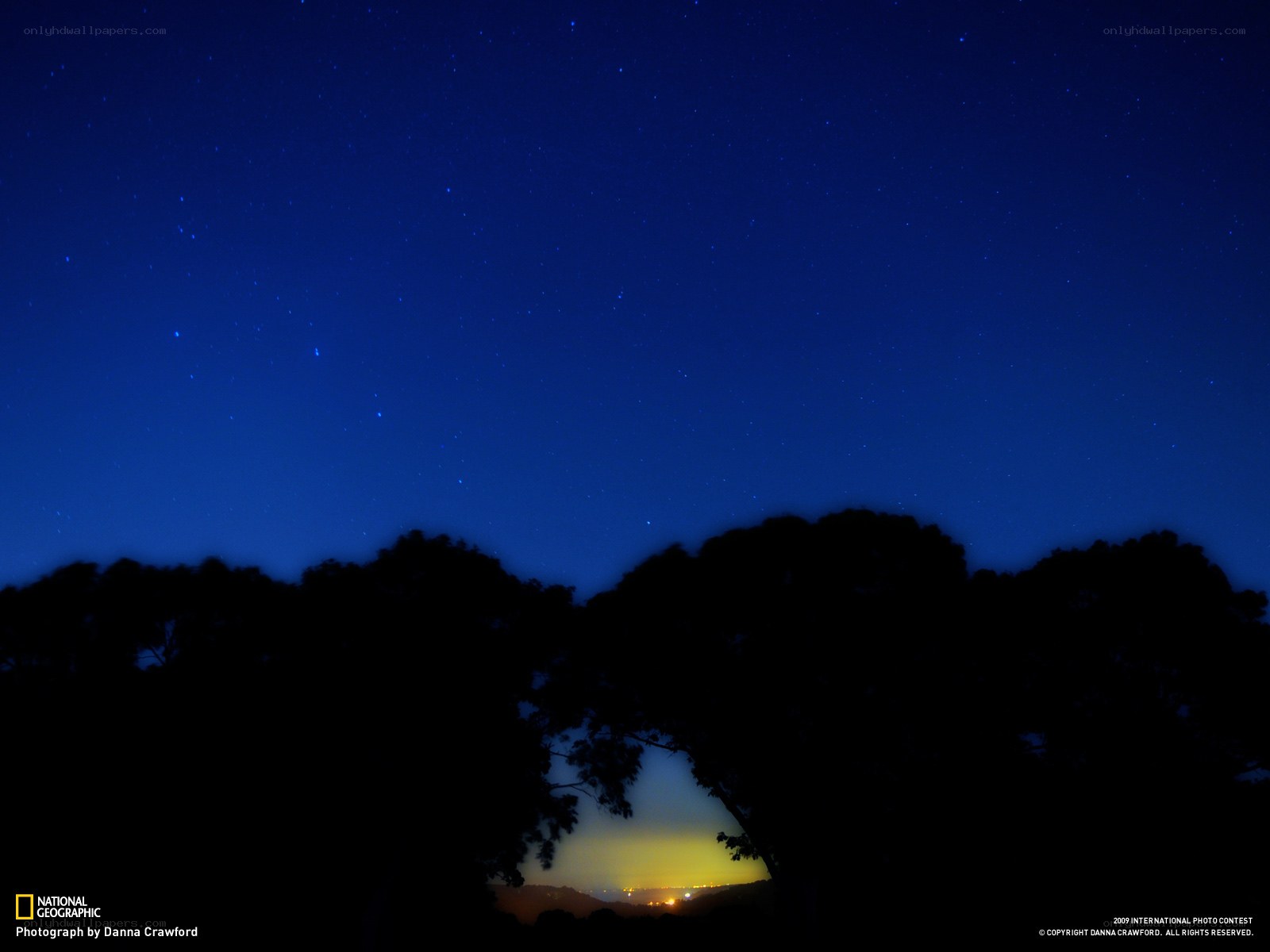 Starry night over silhouetted trees