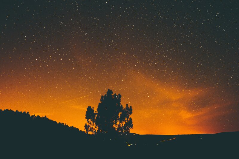 Starry night over silhouetted trees