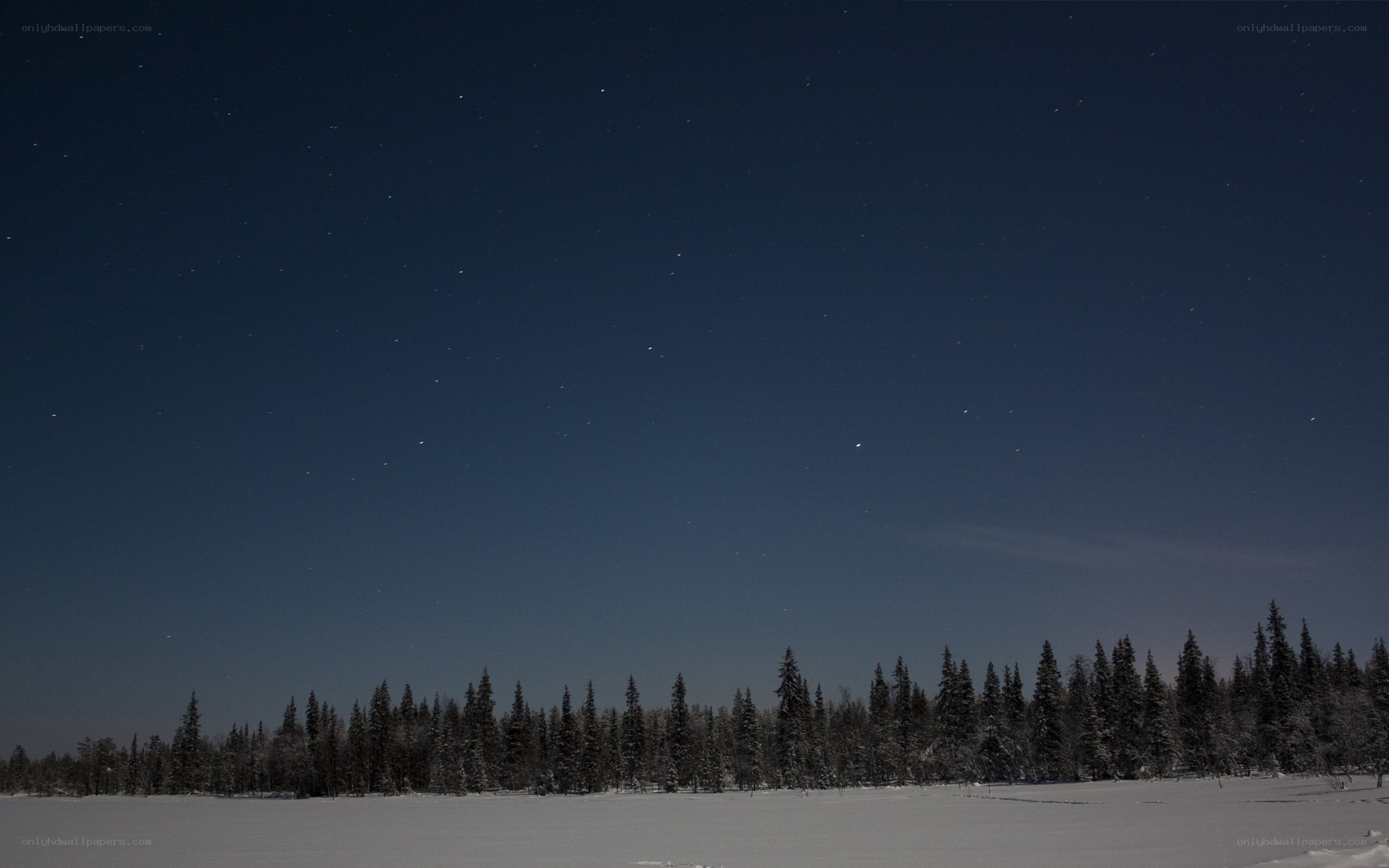 Starry night over snowy forest