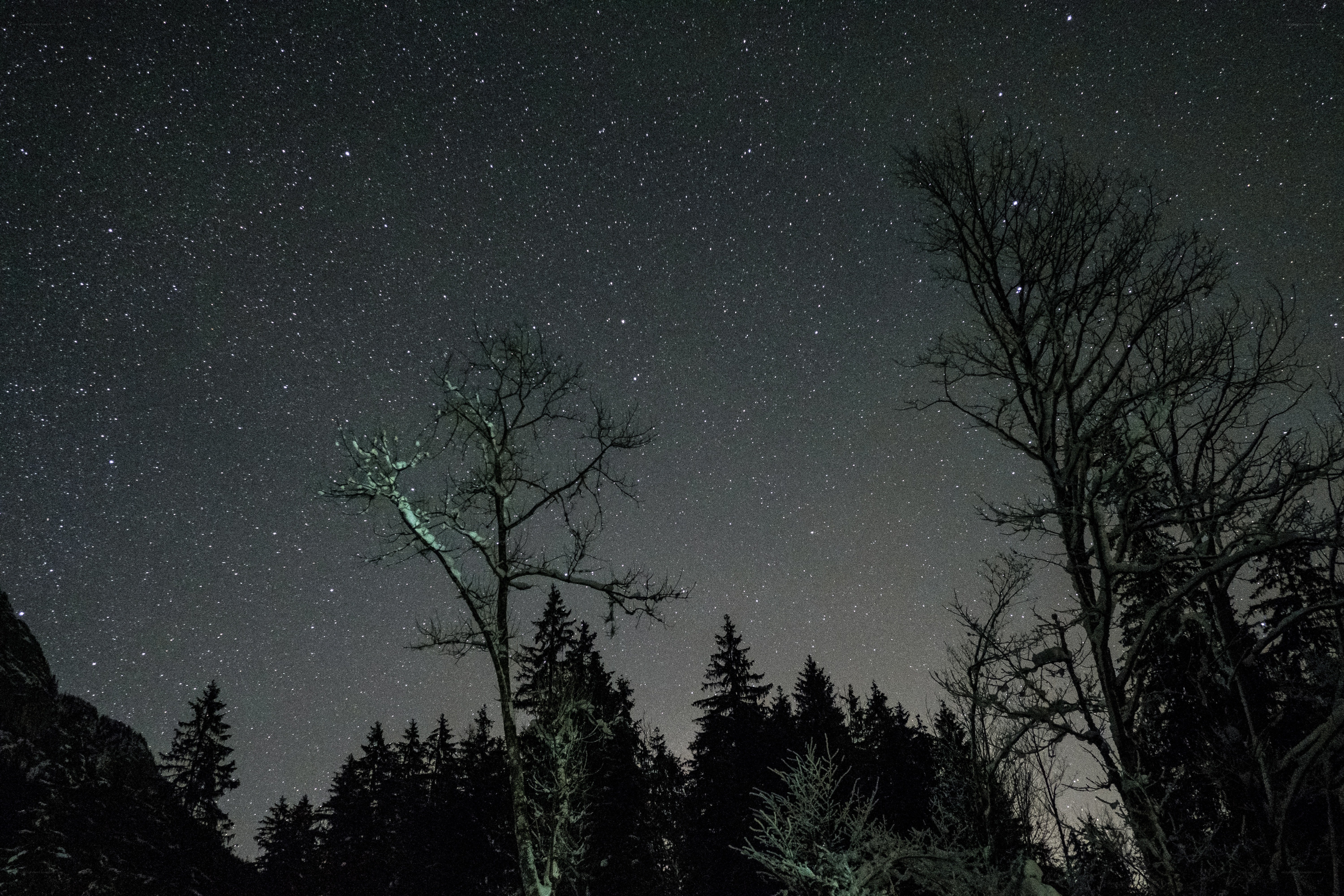 Starry night over snowy trees