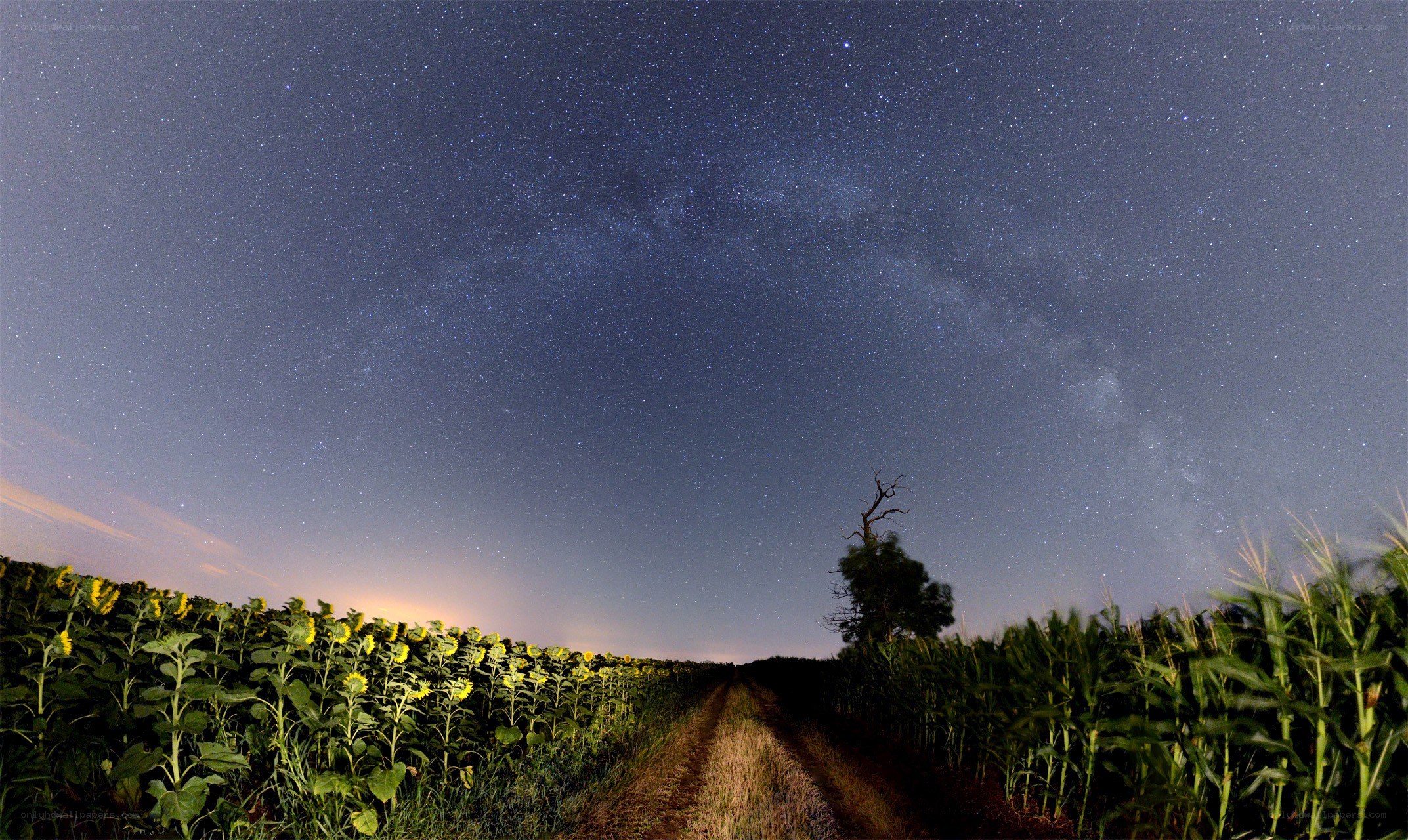 Starry night over sunflower field