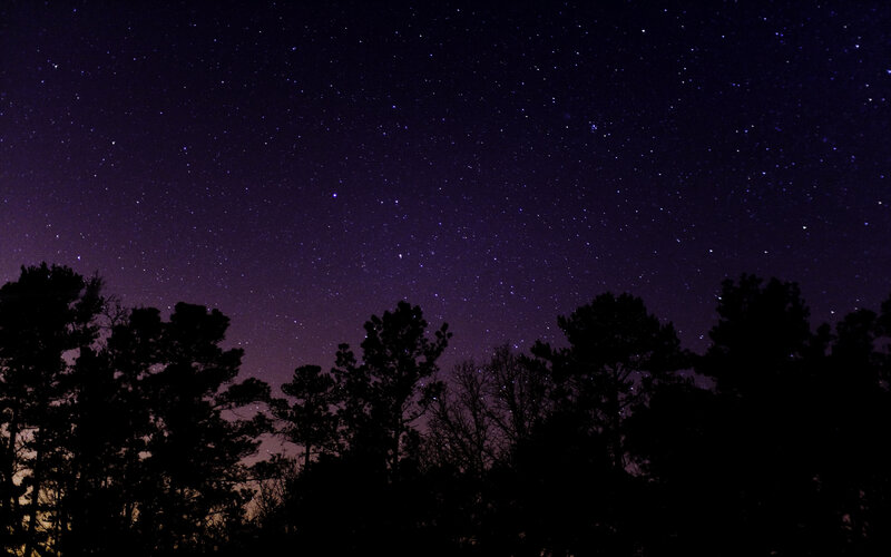 Starry night sky over trees