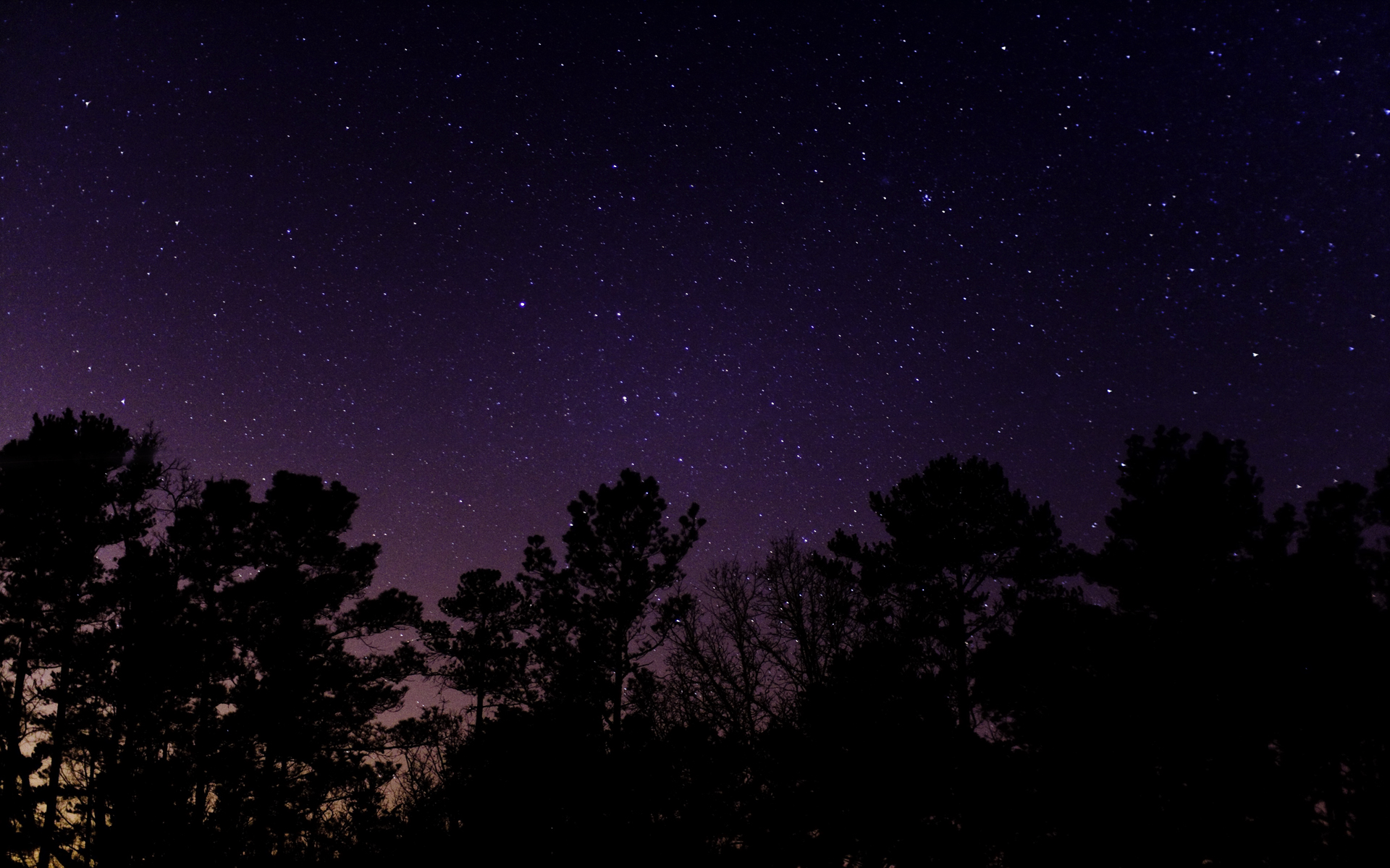 Starry night sky over trees