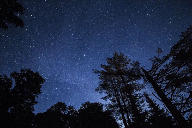 Starry night sky over trees