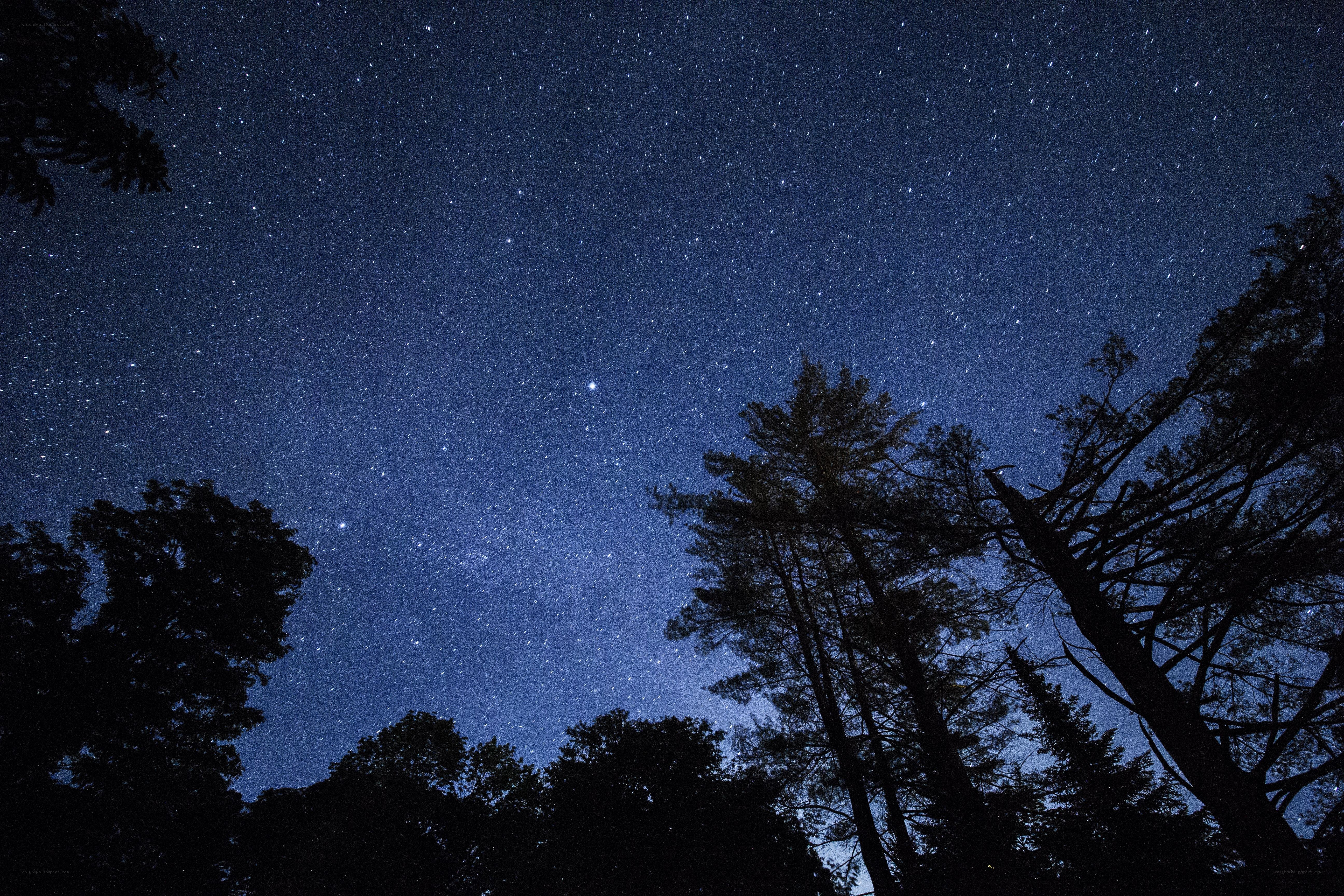 Starry night sky over trees