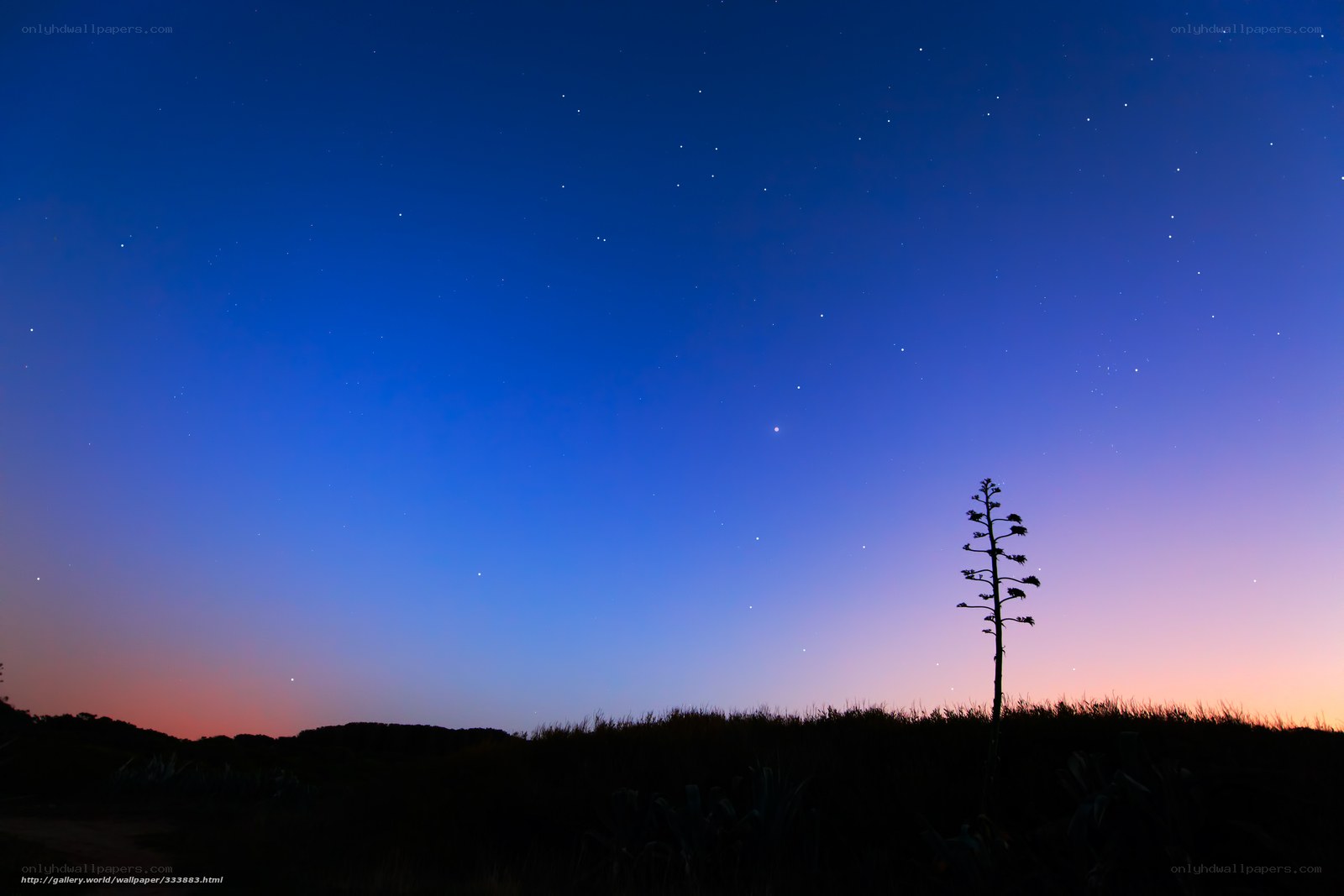 Starry night sky with silhouetted plant