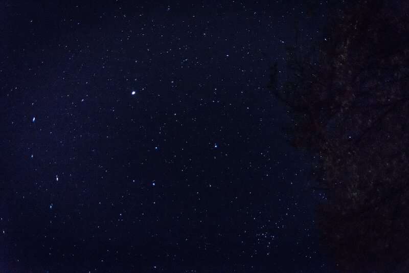 Starry night sky with tree silhouette