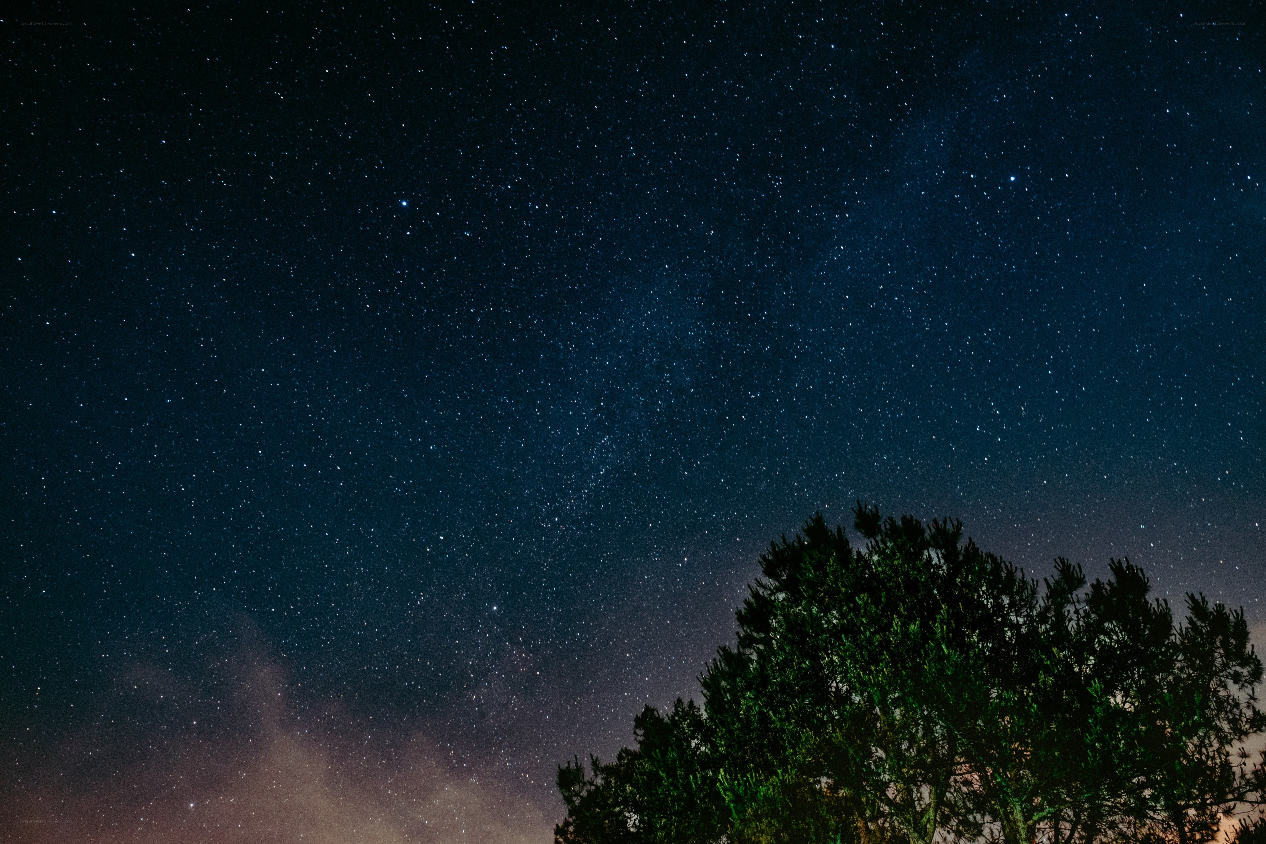 Starry night sky with tree