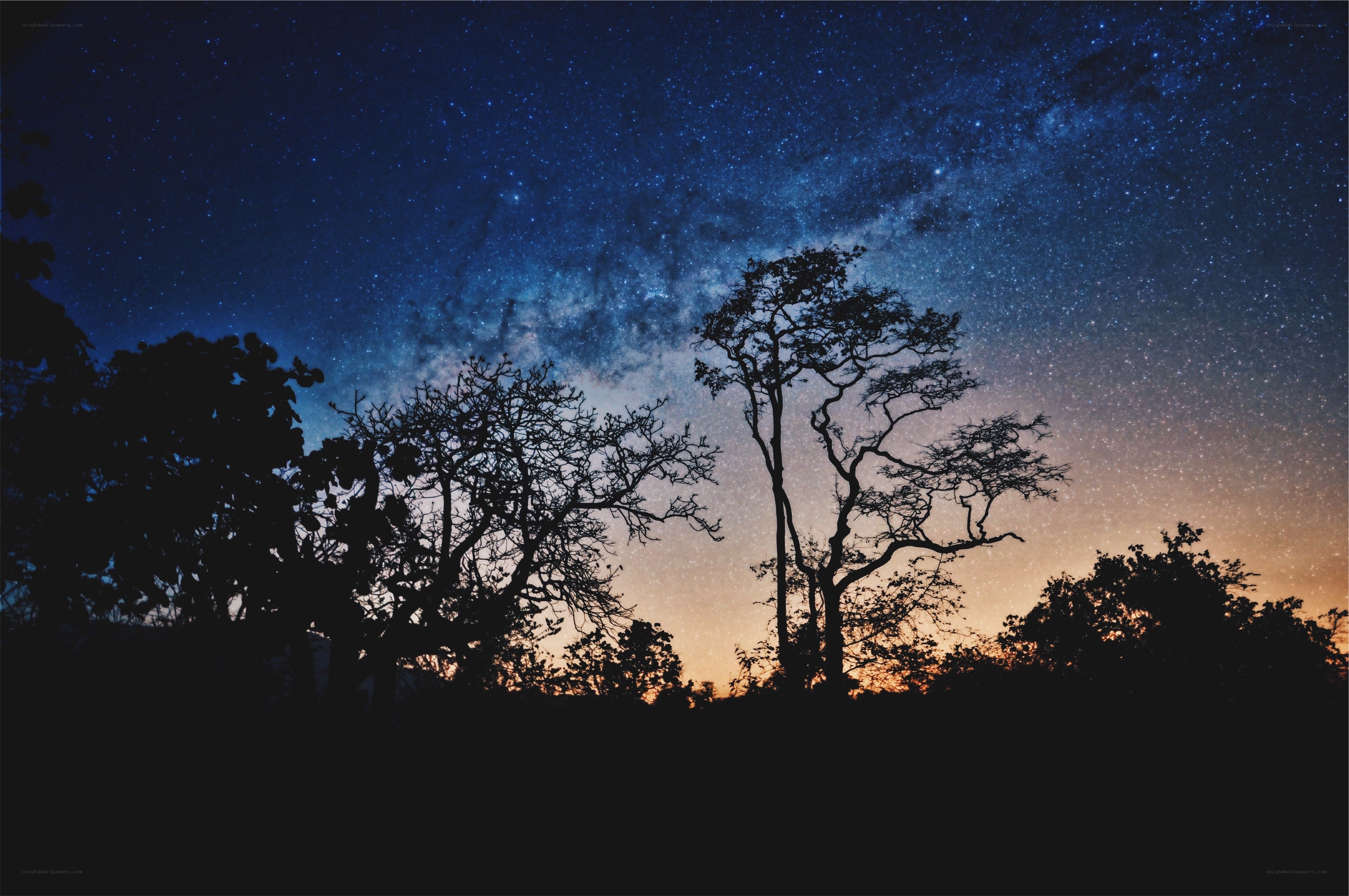 Starry night sky with trees