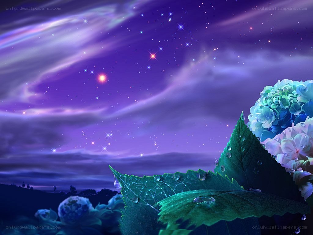 Starry night with hydrangeas