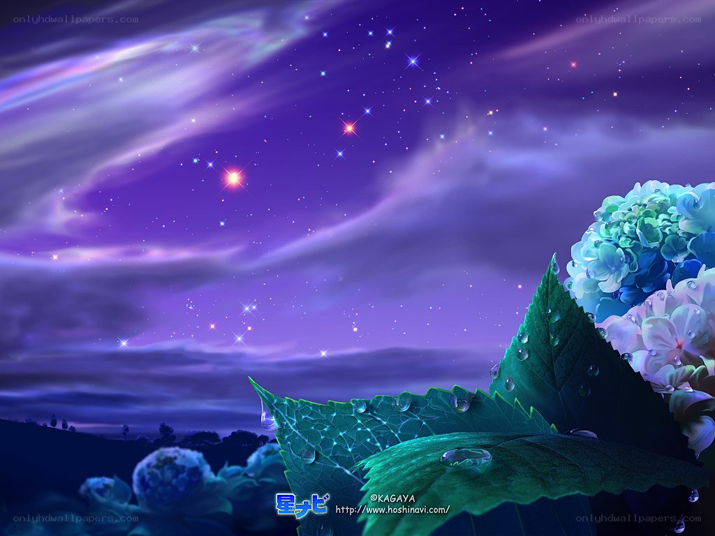 Starry night with hydrangeas