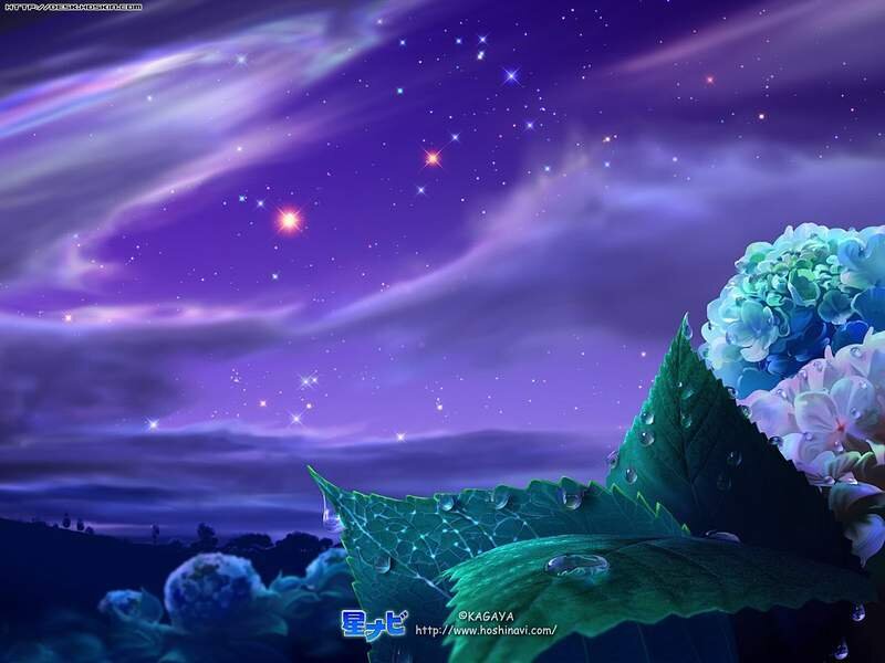Starry night with hydrangeas