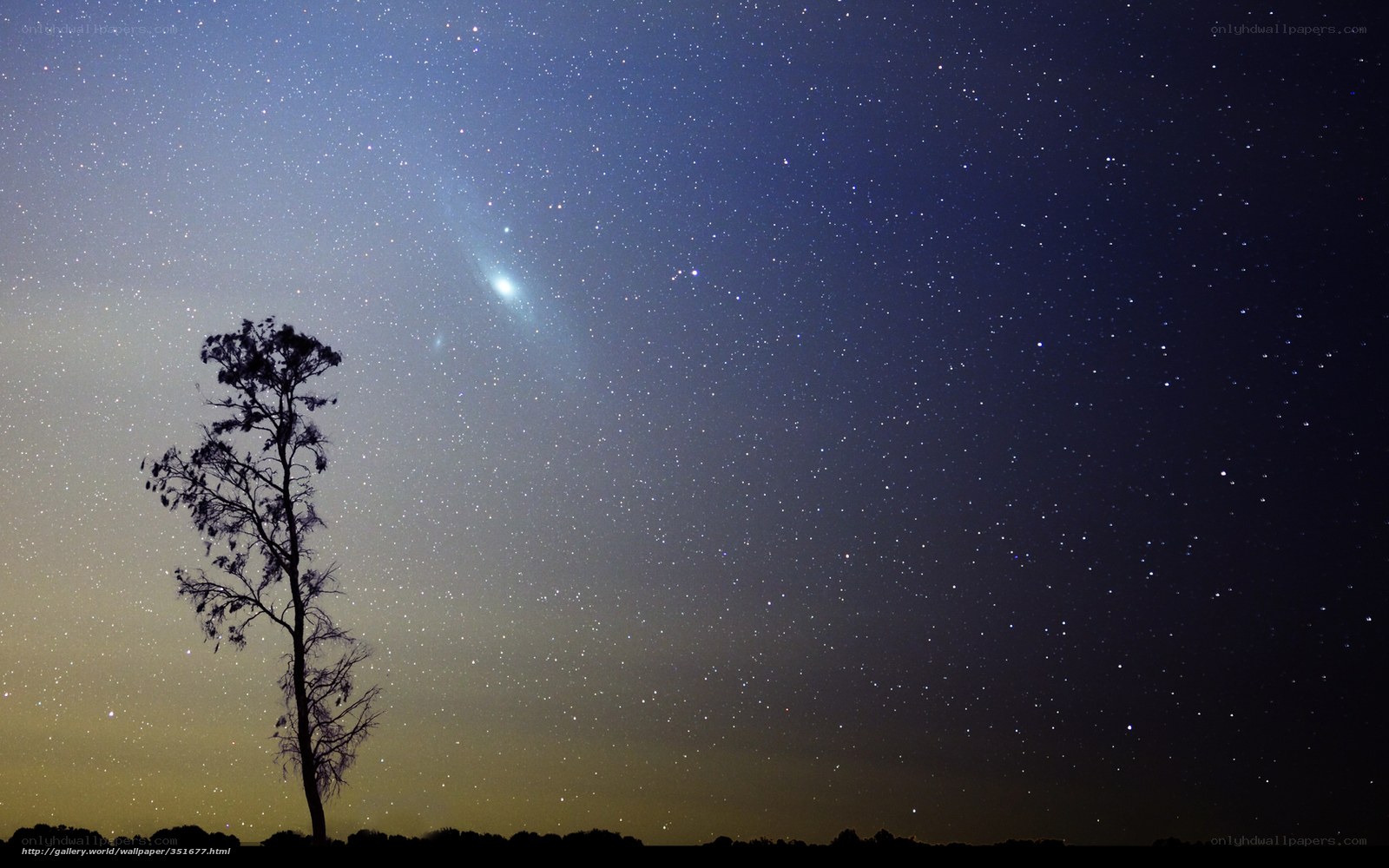 Starry night with lone tree