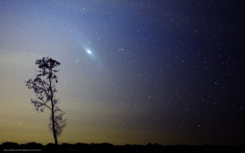 Starry night with lone tree