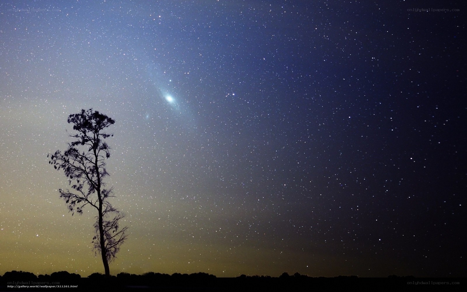Starry night with lone tree