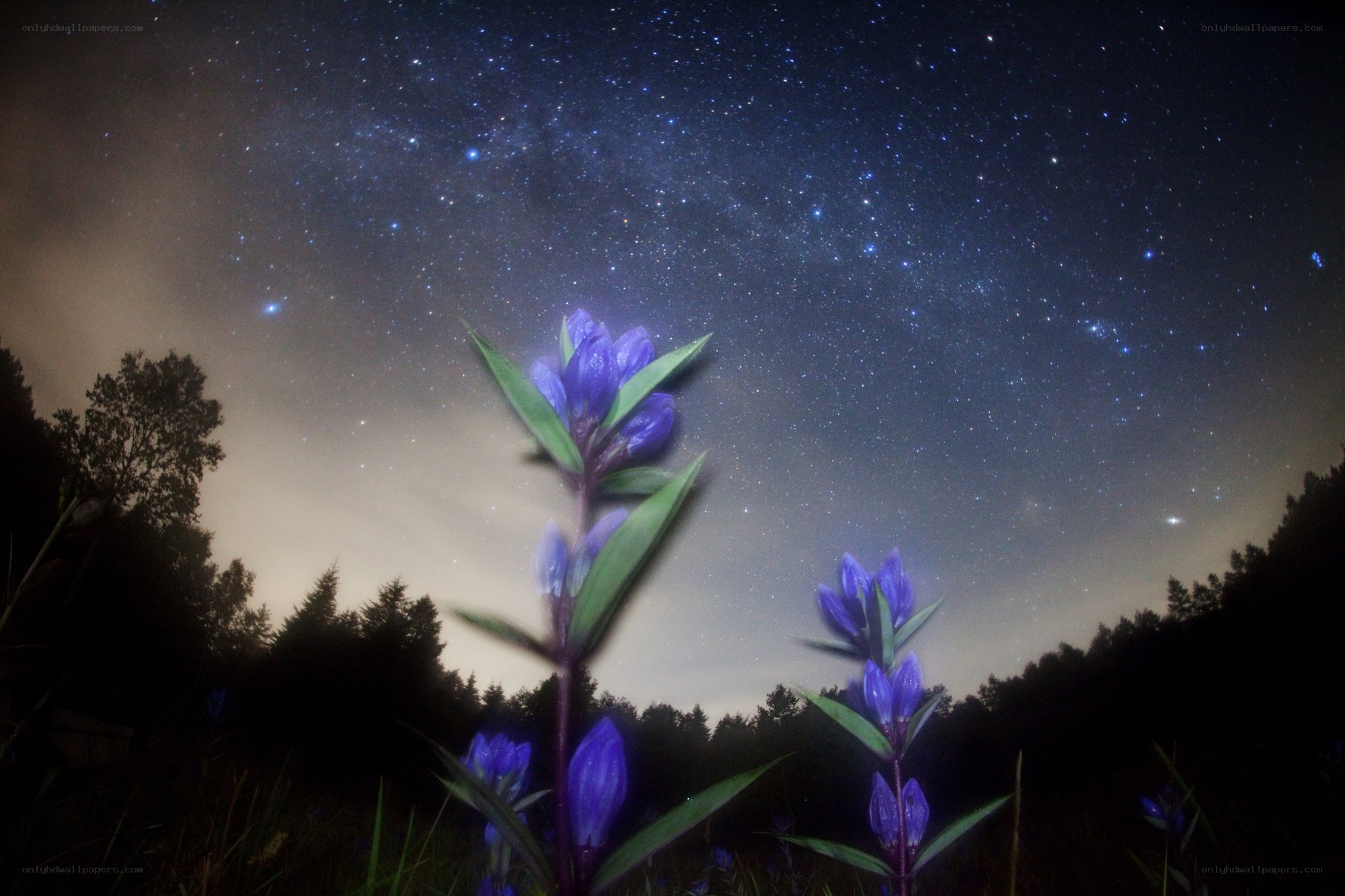 Starry night with purple flowers