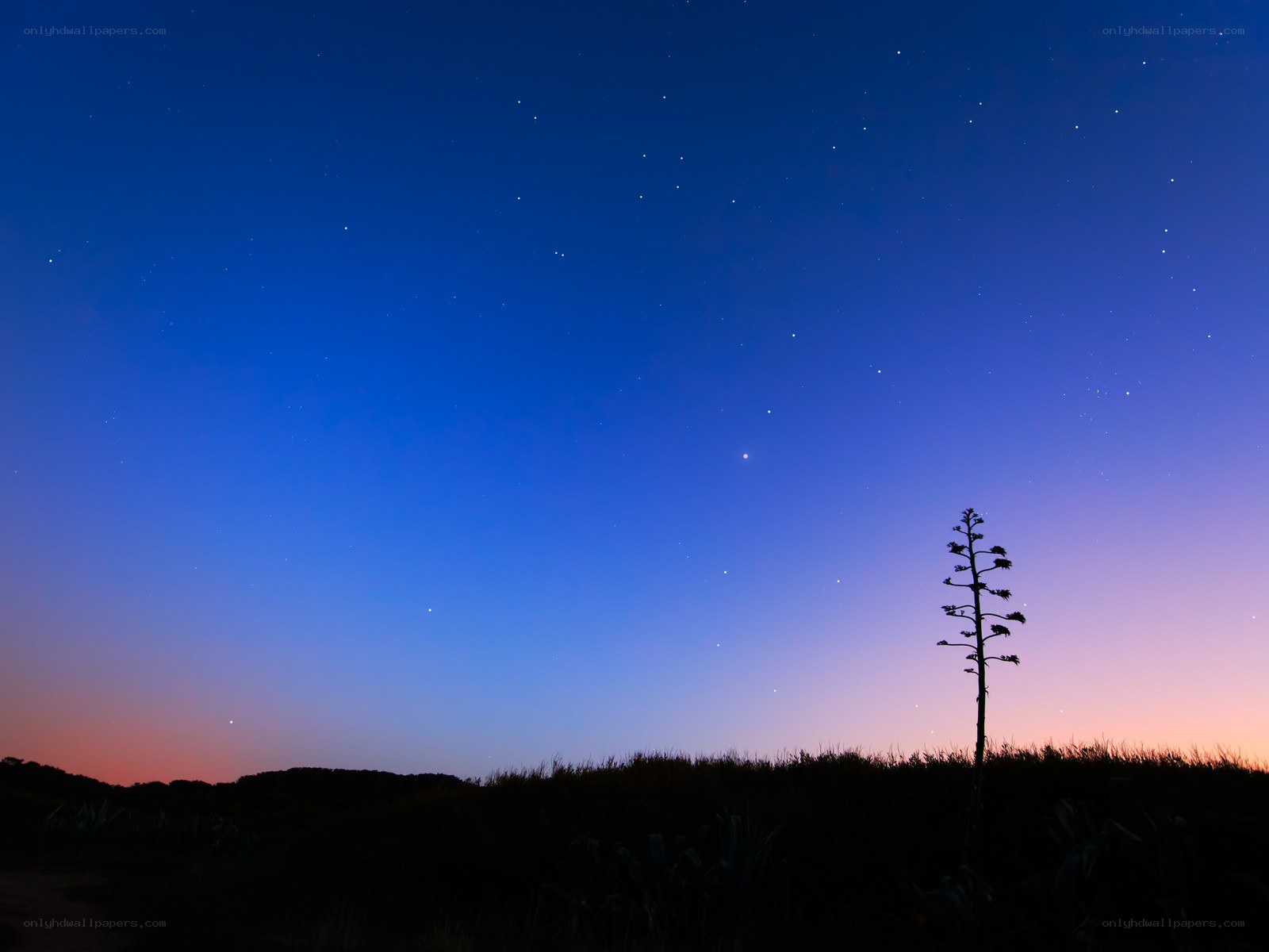 Starry night with silhouetted plant